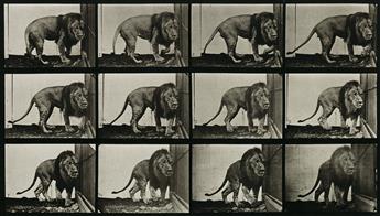 EADWEARD MUYBRIDGE (1830-1904) A selection of 10 plates from Animal Locomotion depicting animals.
